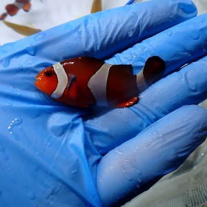 [超抵新魚] 公子小丑 隨機發貨/ 門店自選