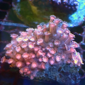 紅寶石花 CAA4880 F(9,1)