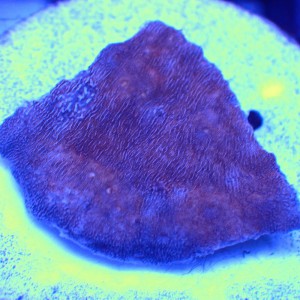 紅瓦片 (frag座 2.5cm) CAA4699 F(5,1)