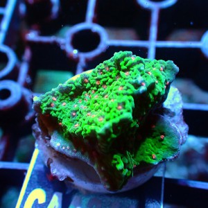 橙花綠底瓦片 (frag座 2.5cm) CAA3411 F(6,1)